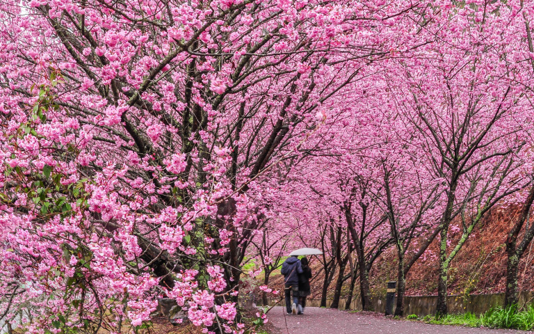 盤點台灣三大賞櫻景點！武陵農場 、阿里山，絕美花季只到「這天」！