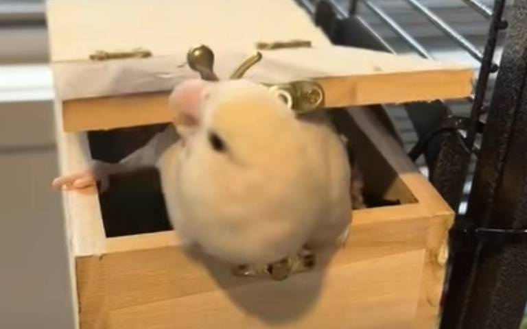 在辦事情啦！　小房間門突被打開「鳥霸氣關門」