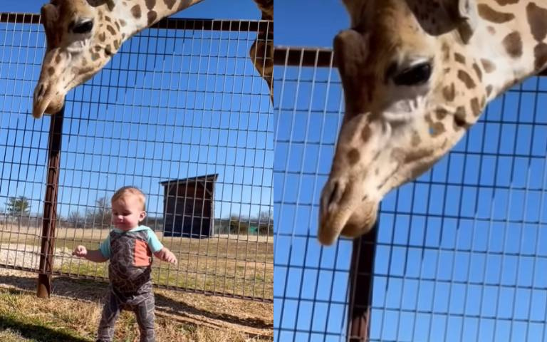 好險你手中沒草！　長頸鹿溫馨對待小朋友超萌畫面曝光