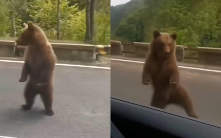 工讀生快出來哦! 大熊跟車跳舞驚呆全網
