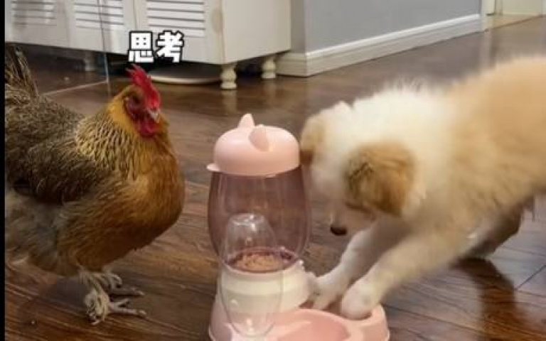 雞幹飯碰壁！　竟教邊牧代勞「搶食畫面曝光」