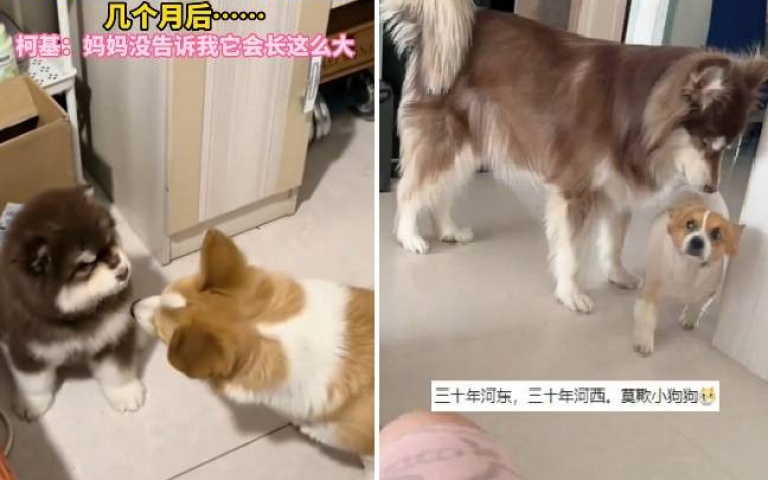 風水輪流轉!柯基仗勢欺阿拉斯加幼犬 「細漢仔」長大後讓牠看傻眼