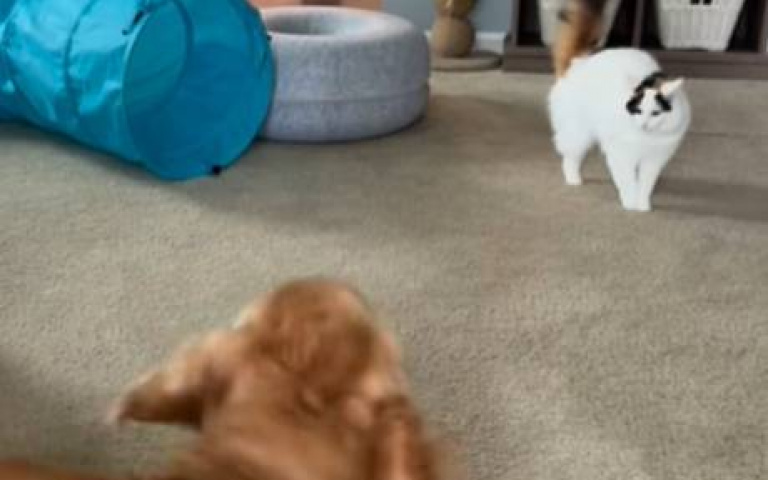 不是要打架？　阿金「搖頭晃腦」阿喵原地看傻眼