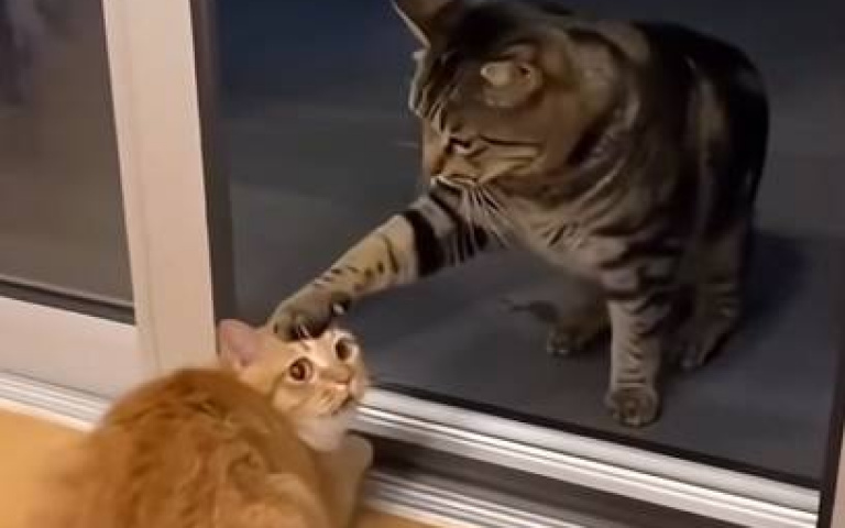橘貓兇到不行！　玻璃門一打開「暴戾之氣瞬間消失」