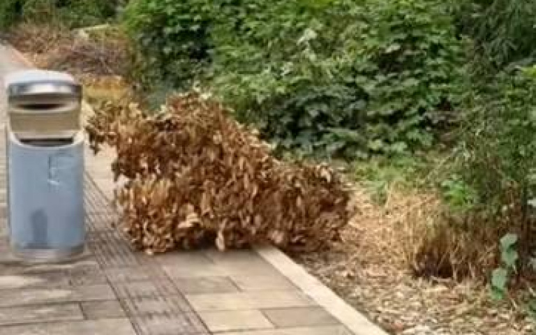 一坨樹枝在路上跑？　仔細一看全網笑了：好可愛