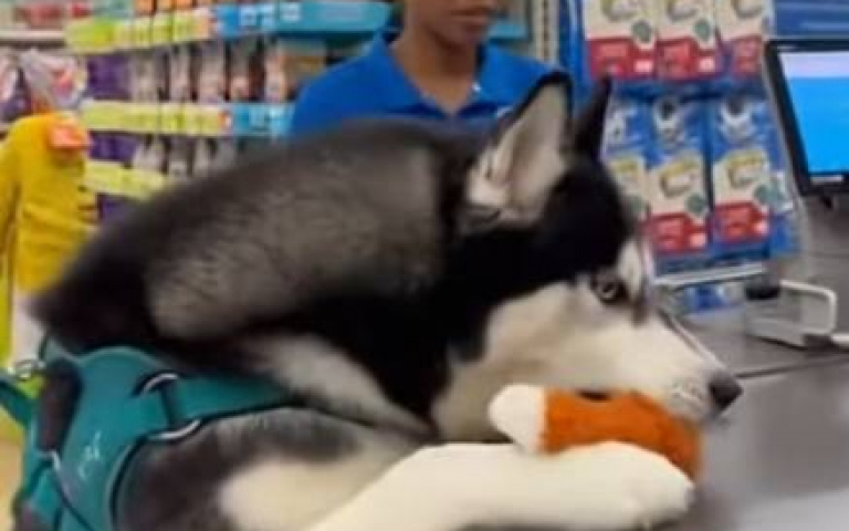 還以為帶小朋友出門？　二哈買不到玩具「原地哭鬧」