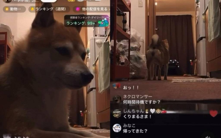 忘關鏡頭！主播下線留「高冷柴柴」盯螢幕　狂收抖內直接超越主人紀錄