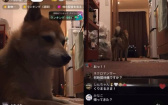 忘關鏡頭！主播下線留「高冷柴柴」盯螢幕　狂收抖內直接超越主人紀錄