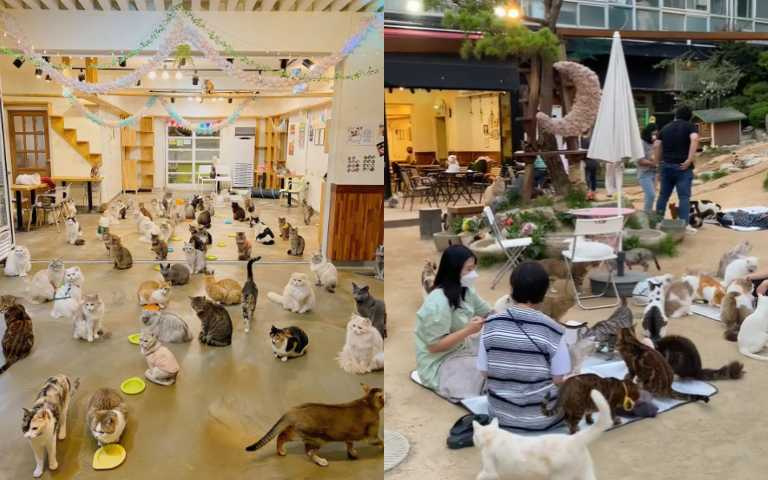 貓奴的天堂!首爾「貓咪庭園」咖啡廳,邊「吸貓」邊喝咖啡超幸福!