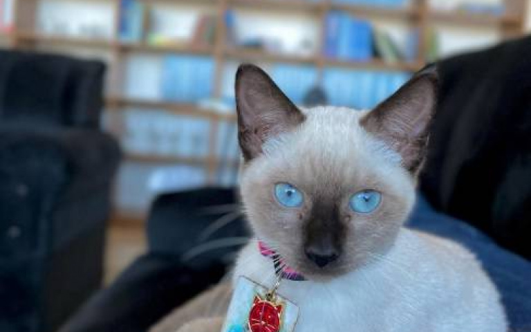 仙氣貓躺大廳被嫌太髒　律師協會霸氣「收編」當員工授律師頭銜