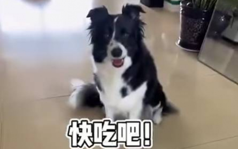 邊牧已經太聰明了！　一段影片告訴你「牠如何挑釁主人」