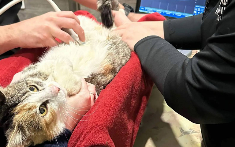 流浪貓挺超圓肚肚閒晃急被送接生　2醫會診照半天超音波傻眼：她只是胖