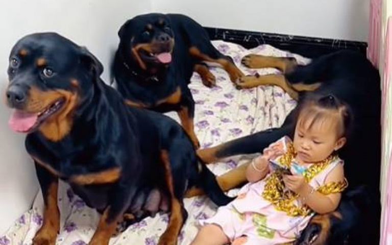 女孩帶著金鍊舒爽滑手機　忠犬護主態度明確「親娘也不給過」