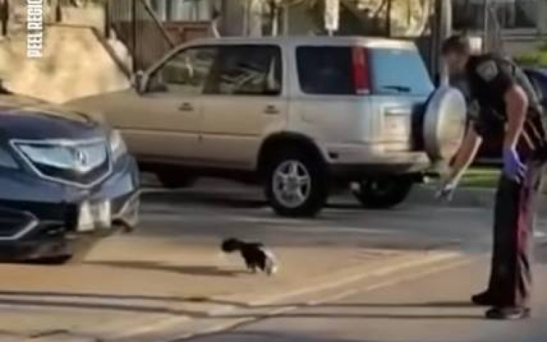 臭鼬頭上卡紙杯好慌張　警察「鋌而走險」出手相救