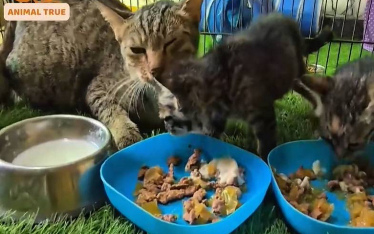 看到人就攻擊！母貓「卸下心房」過程全紀錄　進到屋內戾氣全無