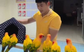 8隻鸚鵡井然有序地回籠！　網友羨慕：拍片教我的鳥認識牠的窩