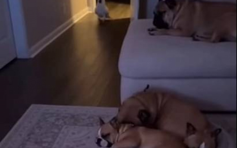 大家都在睡覺就你在那邊吵！　鸚鵡這舉動「狗兄弟全驚醒」