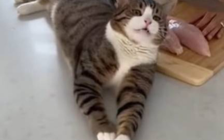伸懶腰代表什麼？　貓咪「翻身偷肉」超奸詐