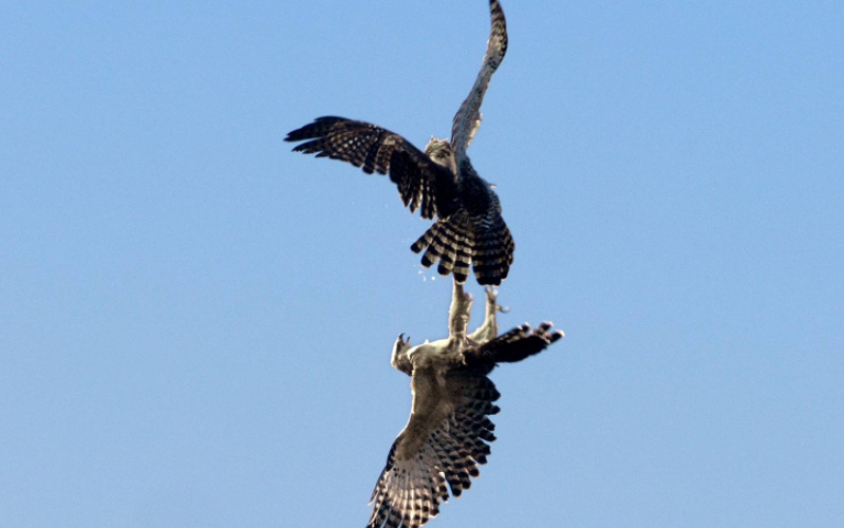 熊鷹高空「對爪」浪漫求偶舞曝光　《飛吧！熊鷹》苦守五個月換震撼放閃畫面