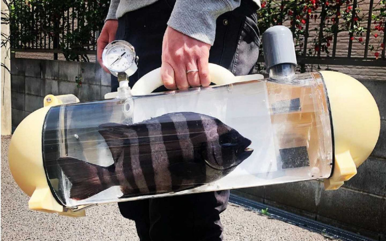 遛狗遛貓不稀奇…設計師研發「活魚包」,輕鬆帶魚出門逛大街!