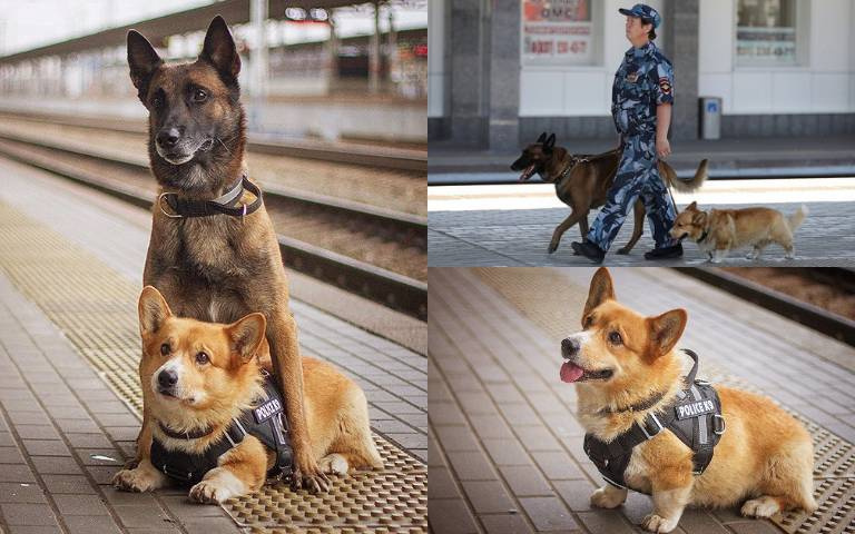 底盤低又怎樣!柯基警犬「值勤7.5年」功成身退,與長腿搭檔出巡「根本七爺八爺」!