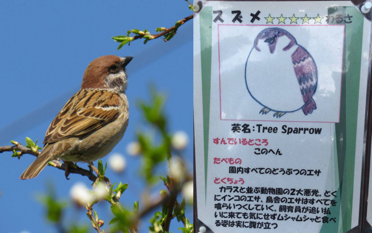 手繪囂張嘴臉及說明看板!動物園曝四處「蹭飼料維生」的麻雀惡行