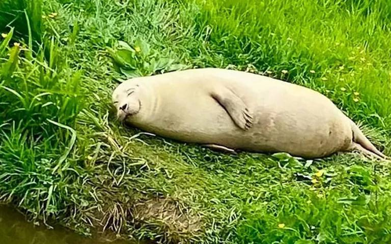 真實版「無所事事小海豹」！草皮上舒服睡覺　可愛模樣網路爆紅