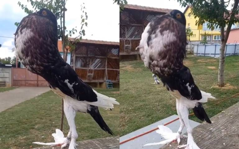 神奇寶貝進化了？詭異巨鴿曬肌肉　模樣震驚千萬網友