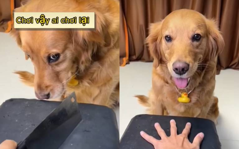 狗狗想玩「快刀戳指縫」！主人下秒這樣幹牠好委屈