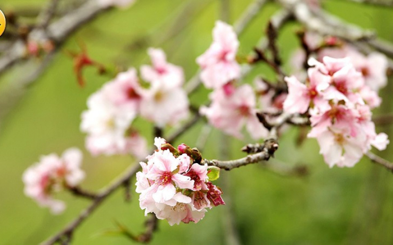 嚇到！也美到！　「九月櫻」奇景召喚　鹿谷石馬公園出現美拍潮