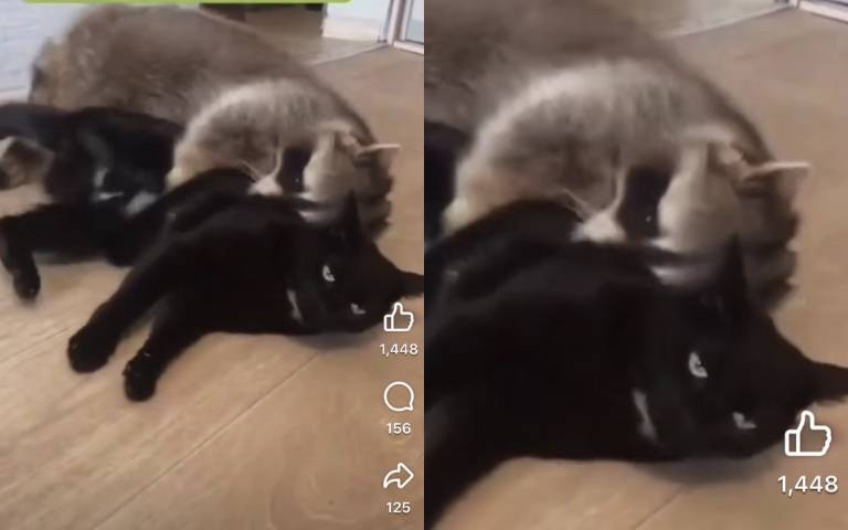 浣熊熊抱超用力吸貓　黑貓眼神死：有完沒完