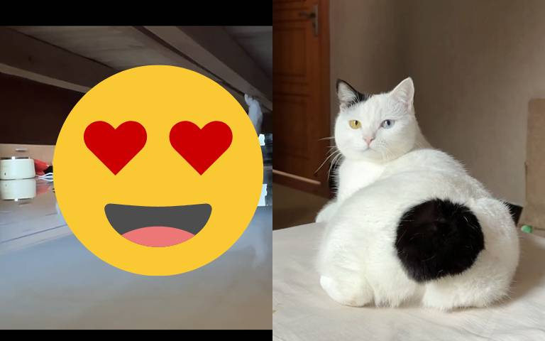 奶牛貓鑽床架竟做這個舉動！網說：「這掃地機器人不錯啊！」