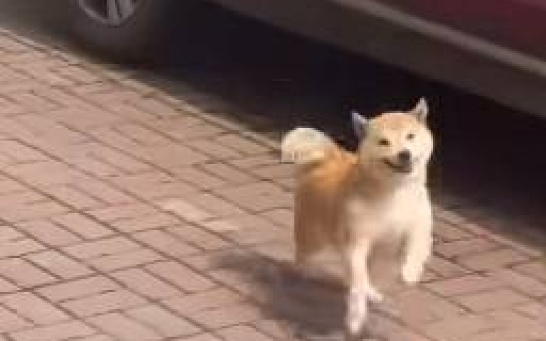 阿柴一直跳！是太快樂嗎？　真相曝光