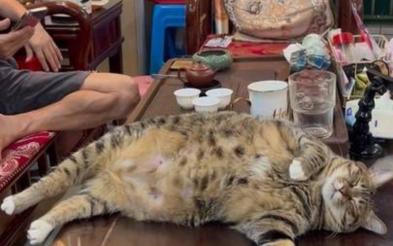 曾下禁止令不准貓咪進客廳　浪浪實力收服阿公阿嬤把自己吃成煤氣罐