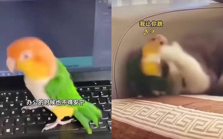 鸚鵡大吵大鬧煩死人 下秒踢到鐵板「閉嘴低頭不敢了」