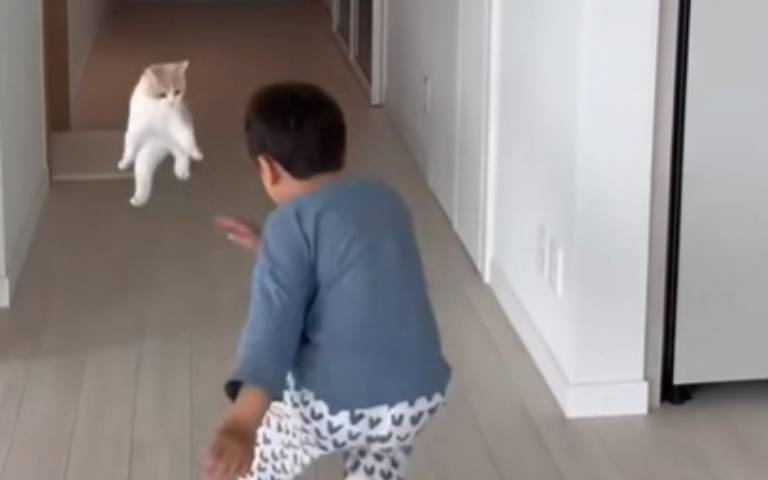 小貓和男孩互嚇!打鬧、溫馨畫面全曝光 網友嘆:小孩童年都需要一支哆啦A夢