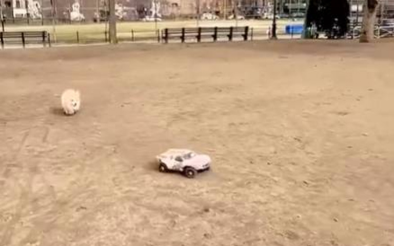 給柯基放電的最高招！　帶一台遙控車外出牠回家秒睡