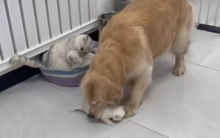 托嬰中心園長上工？　阿金帶走兩小喵、貓咪完全不理只顧舔毛