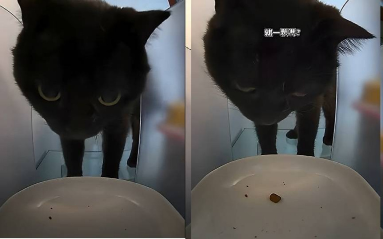 餘額只剩一顆飼料!黑貓站餵食器前等開飯看傻 網共鳴:像ATM前的我