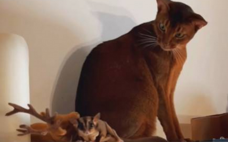 蜜袋鼯跳躍滑翔　貓咪一臉震驚：老鼠怎會飛？！