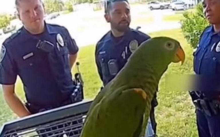 警察要鸚鵡惦惦別吵！　牠竟然問候人家老媽：我要叫律師
