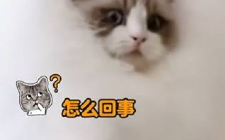 小白喵被炸成蒲公英！　貓奴一看不對勁：有「貓」膩