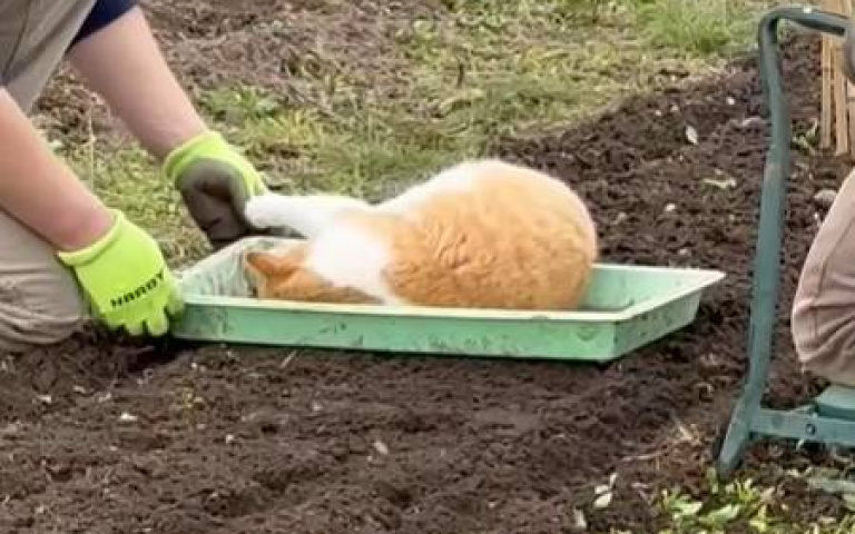 外出種田帶上貓咪　學到一課：下次別帶這罐拖油瓶