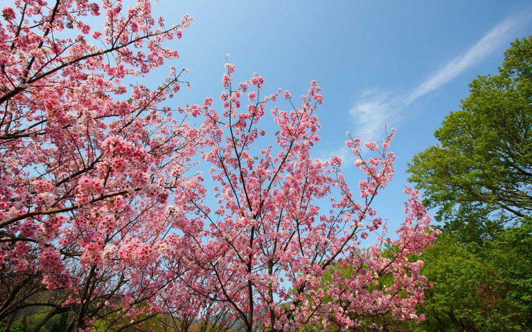 花都開好了!春季四大賞花景點推薦 讓你絕美夢幻美照拍不完