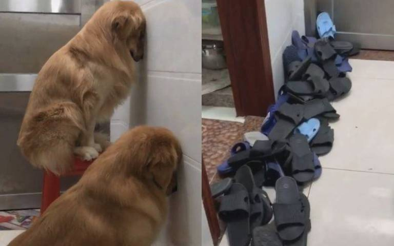 兩隻黃金獵犬遭面壁罰站　原因曝光笑壞網友：難怪被罰！