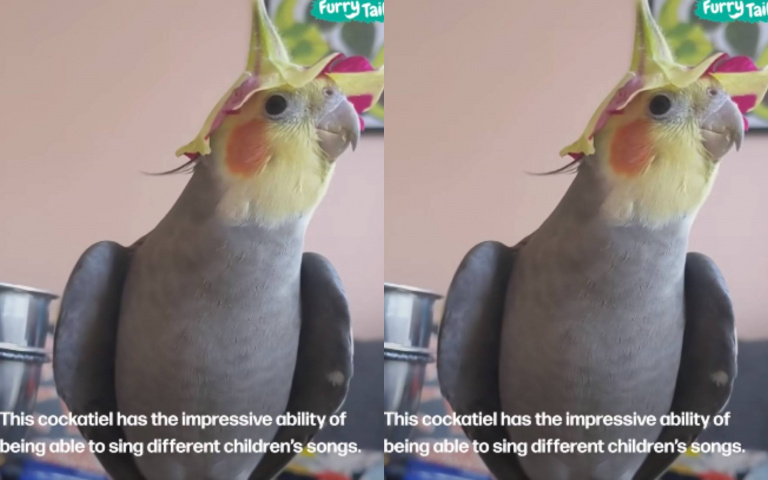 鸚鵡唱兒歌！　竟能不走音網友全看傻了