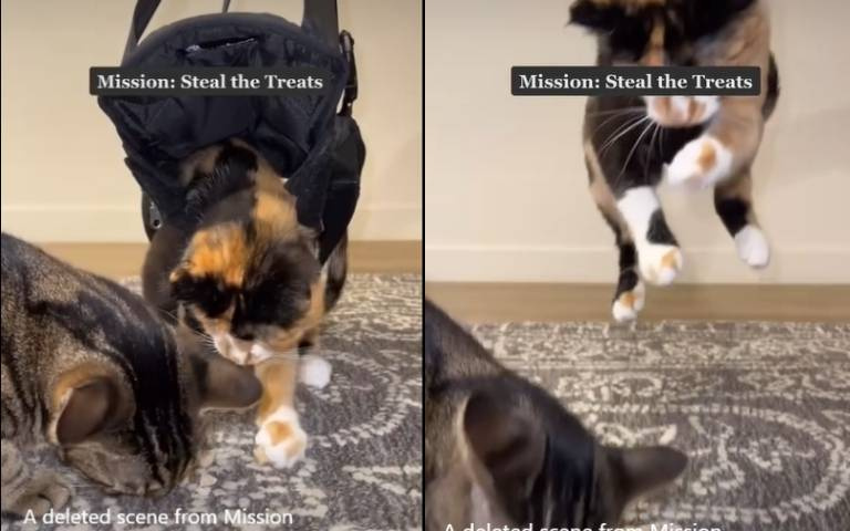 不可能的任務之特務貓！空降巧奪同袍晚餐秒消失　留下牠一臉錯愕