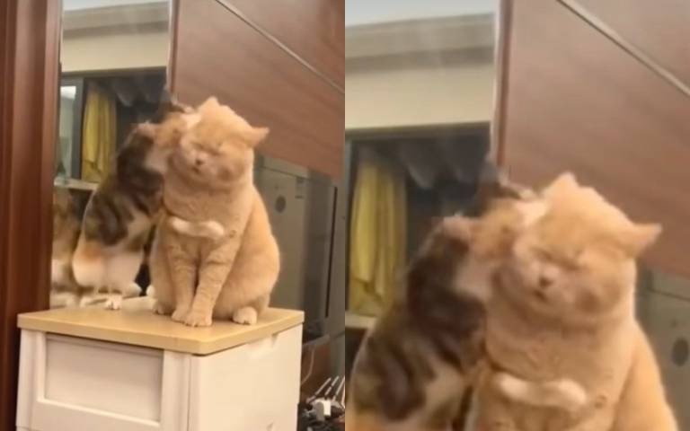 玩命的小貓！偷襲「體積大兩倍巨貓」　結果慘遭爆打