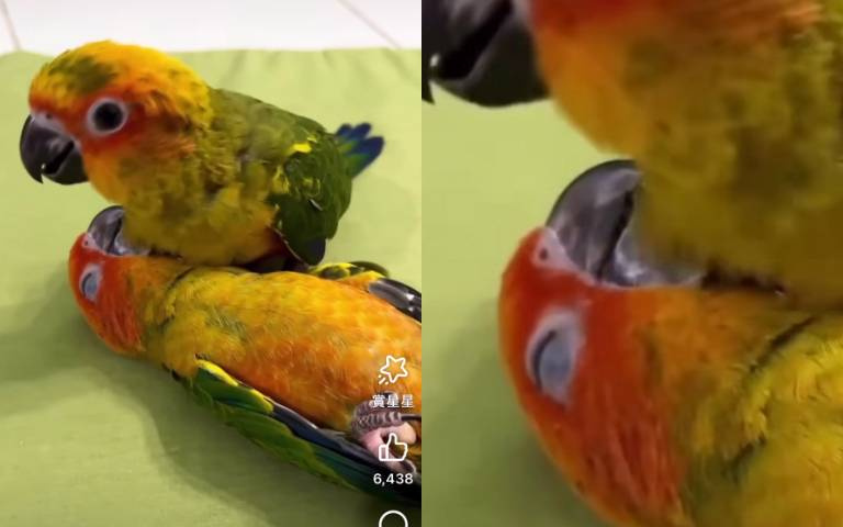 鸚鵡版急救小英雄？　幫同伴CPR慘遭怒吼