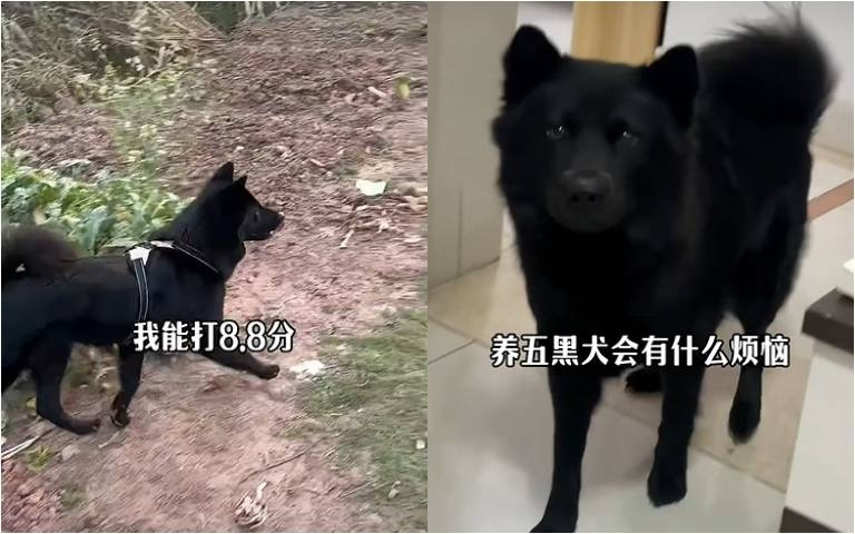 養五黑犬真煩惱? 竄進黑影裡找都找不到